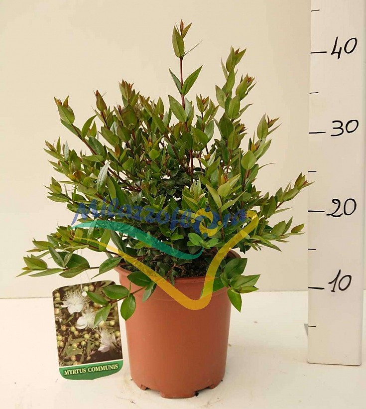 Produzione Amalfa Carlo Produzione Amalfa Carlo