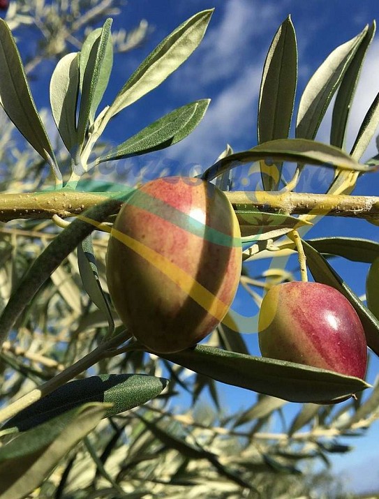 Olea europea Olea europea