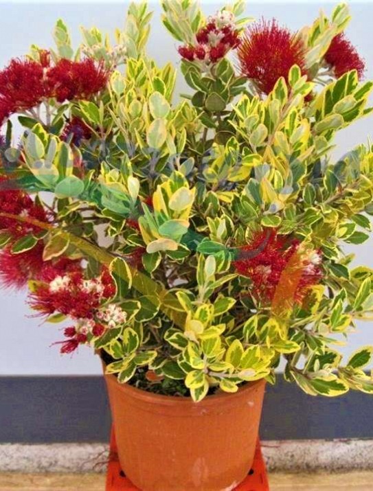 Varieged New Zealand Christmas Bush Varieged New Zealand Christmas Bush