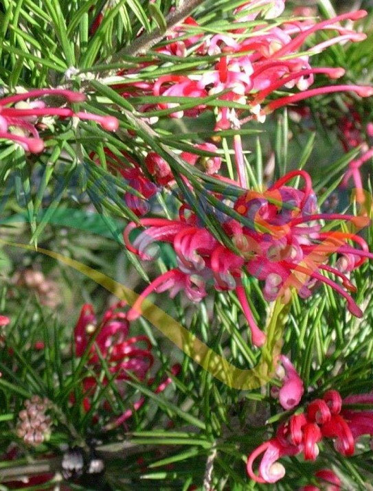 Particolare del fiore