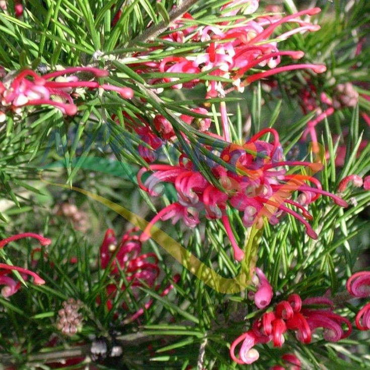 Particolare del fiore Particolare del fiore