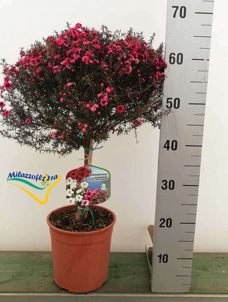 Alberetto diametro 19 Alberetto diametro 19