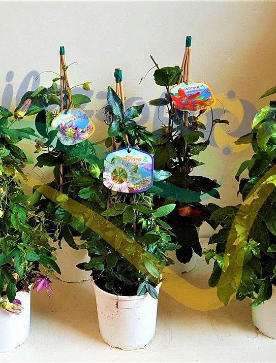 Passion flowers Passion flowers