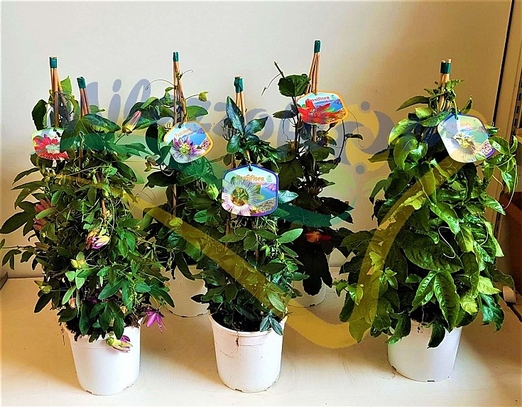 Passiflora piramide vaso diametro 19 Passiflora piramide vaso diametro 19