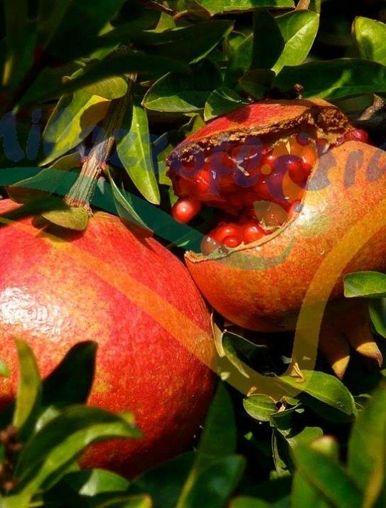 Pomegranate Pomegranate