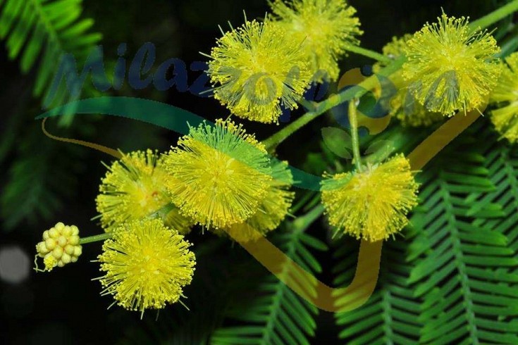 Ingrandimento infiorescenza Ingrandimento infiorescenza