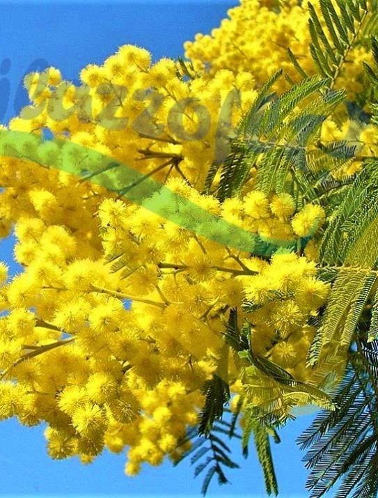 “Mimosa d’hiver”
