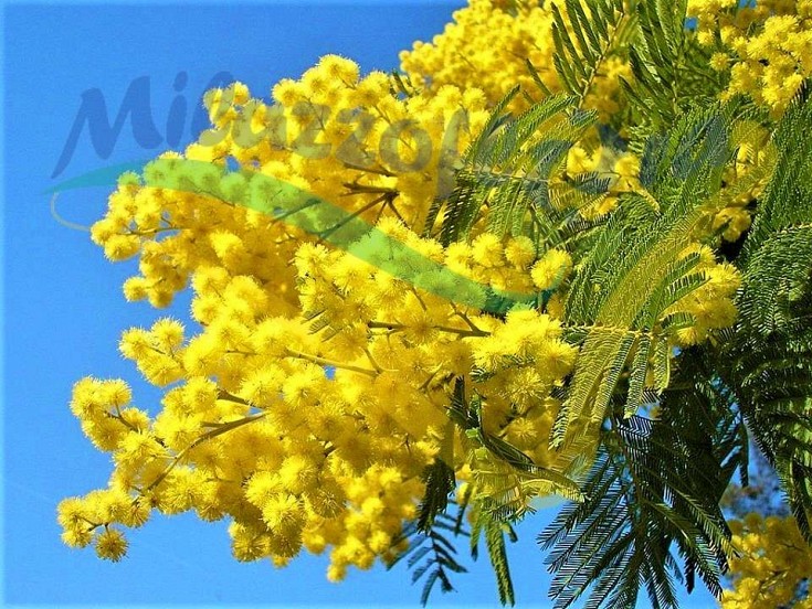 Mimosa Mimosa