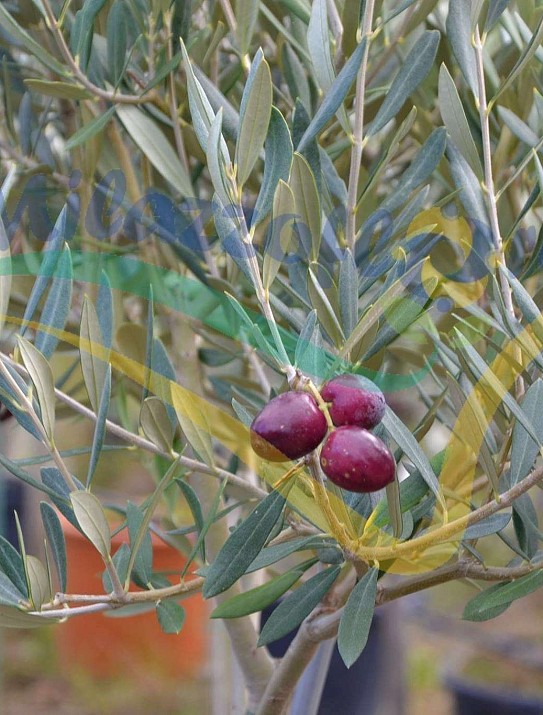 Olive tree Olive tree