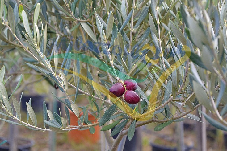 Particolare del frutto maturo Particolare del frutto maturo