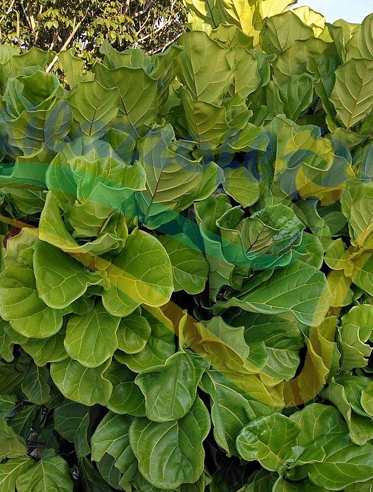 Ficus lyrata (fiddle-leaf fig) Ficus lyrata (fiddle-leaf fig)