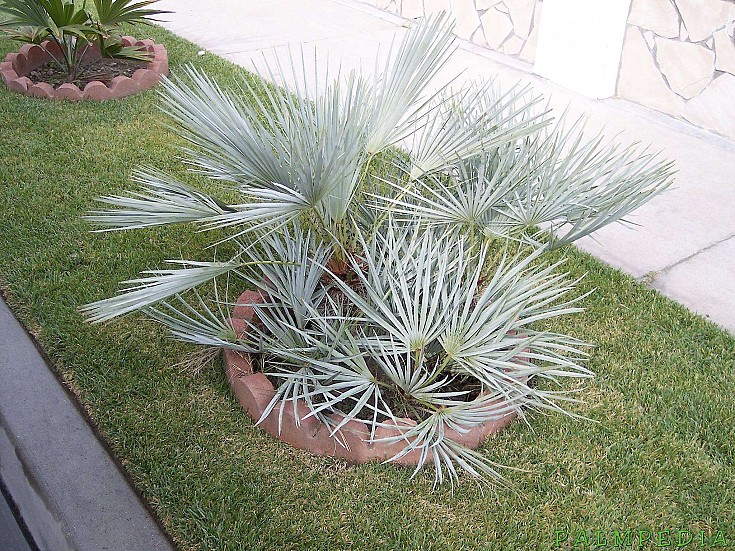 Chamaerops humilis subsp. cerifera (=alba) Chamaerops humilis subsp. cerifera (=alba)