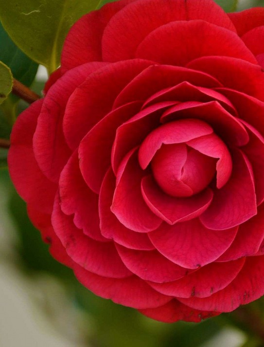 Japanese camellia Japanese camellia