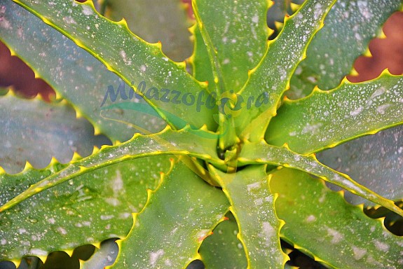 Succulente