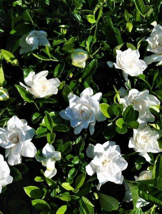 Gardenia multiflora Gardenia multiflora