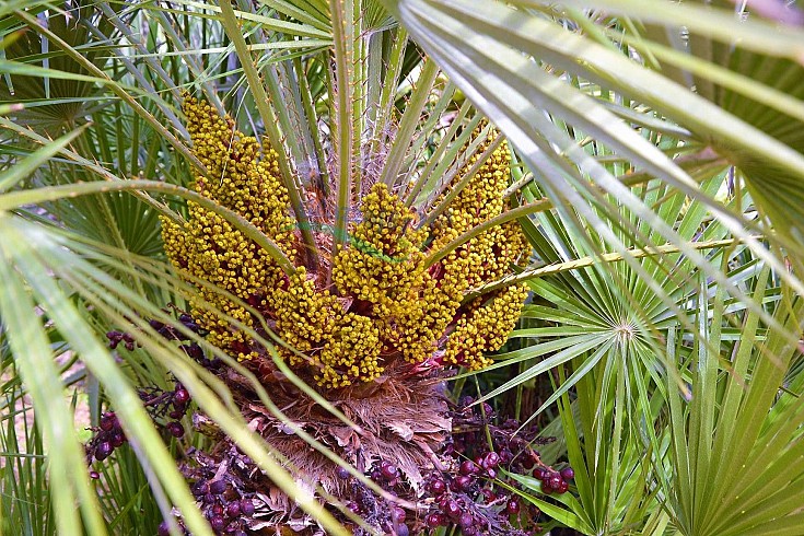 Grappoli fiorali Grappoli fiorali