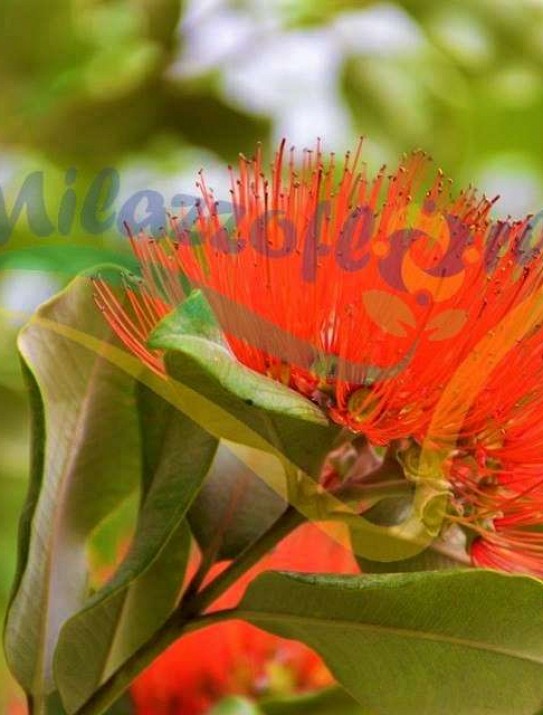 Metrosideros thomasii Metrosideros thomasii