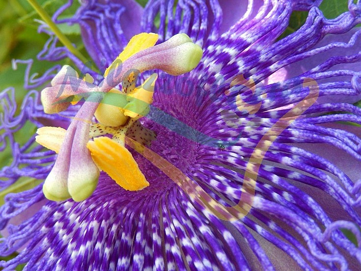 Passiflora vrs Passiflora vrs