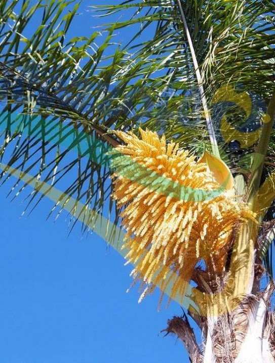 Queen palm Queen palm