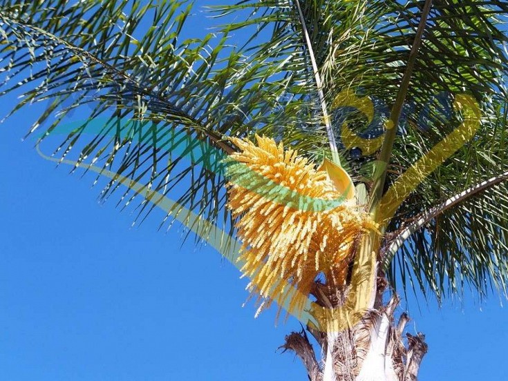 Particolare dell'infiorescenza Particolare dell'infiorescenza