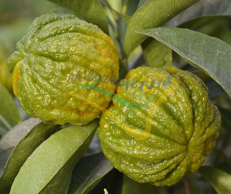 Frutto immaturo Frutto immaturo