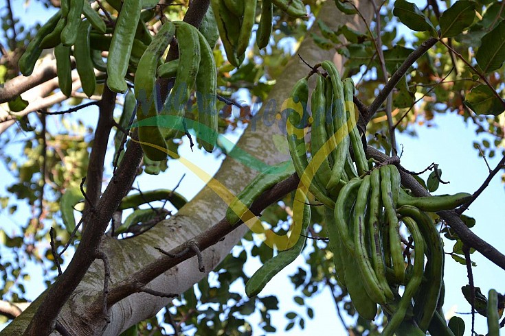 Unripe fruits Unripe fruits