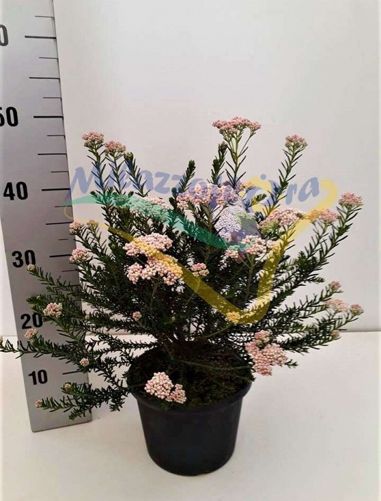 Ozothamnus Ozothamnus