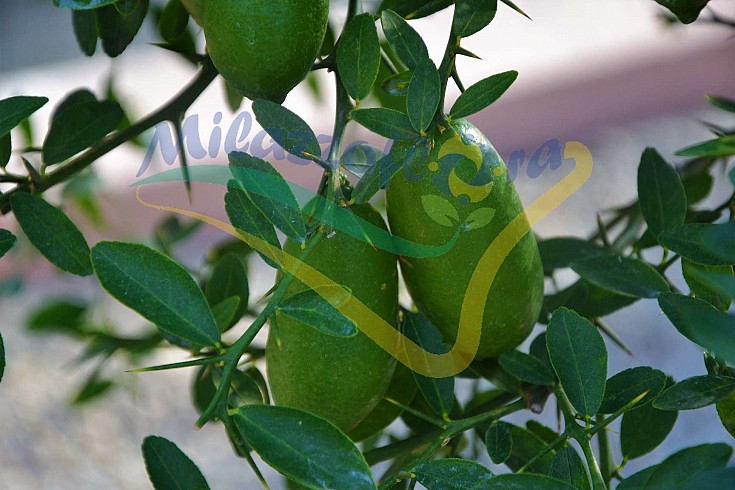 Particolare del frutto  Particolare del frutto