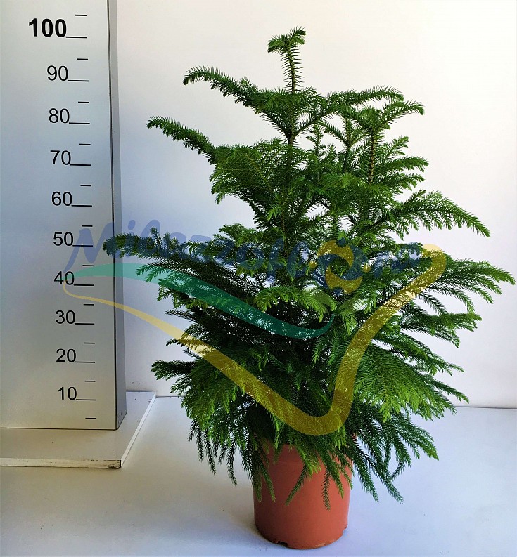 Touffe V. 22 Touffe V. 22