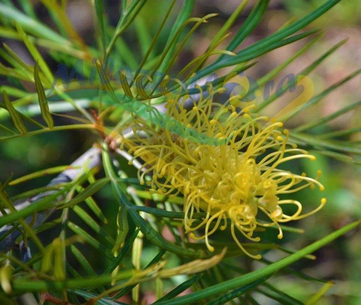 Una delle selezioni di G. banksii la Una delle selezioni di G. banksii la