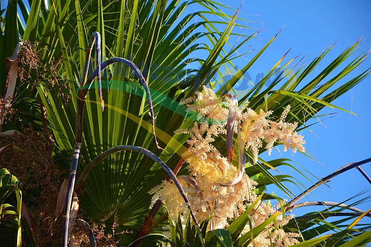 Particolare della fioritura Particolare della fioritura