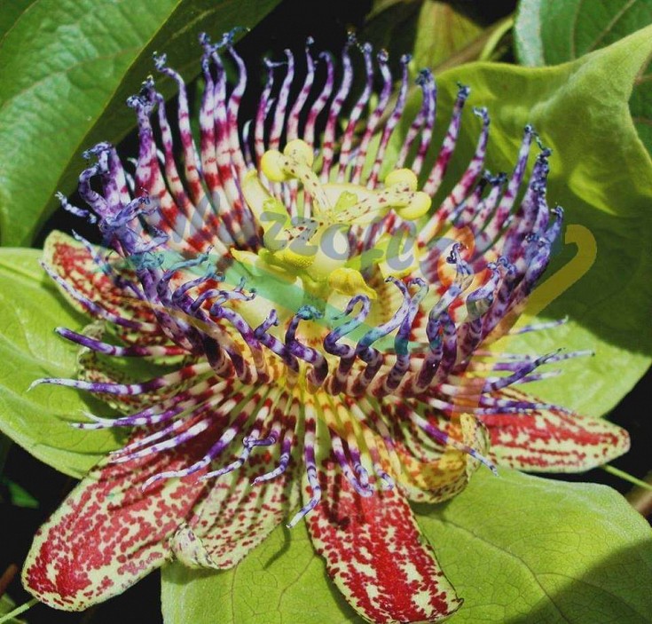 Passiflora maliformis Passiflora maliformis