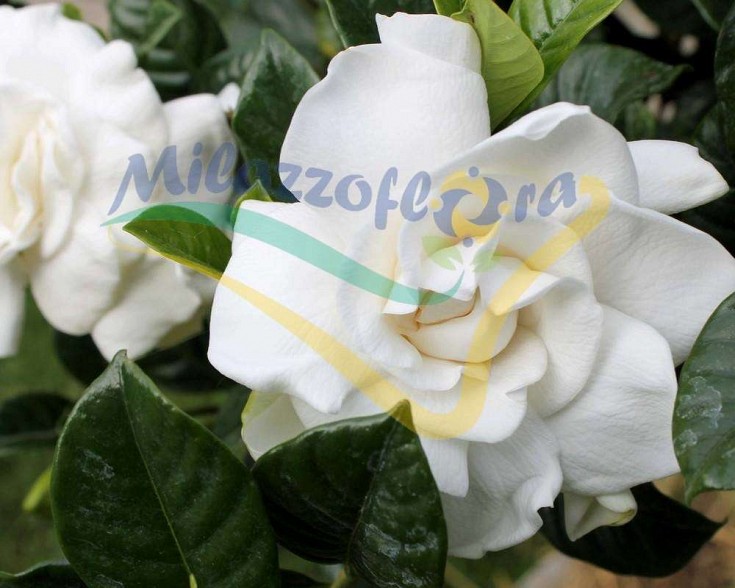 Particolare del fiore Particolare del fiore