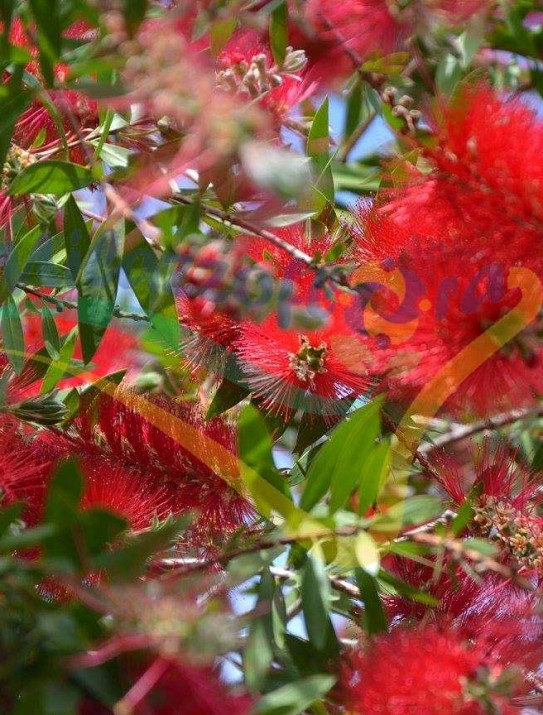 Lemon bottlebrush Lemon bottlebrush
