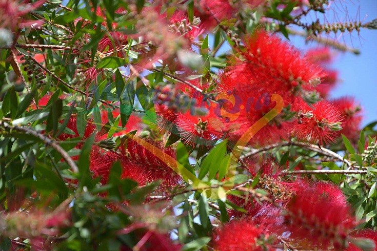 Fiore Fiore