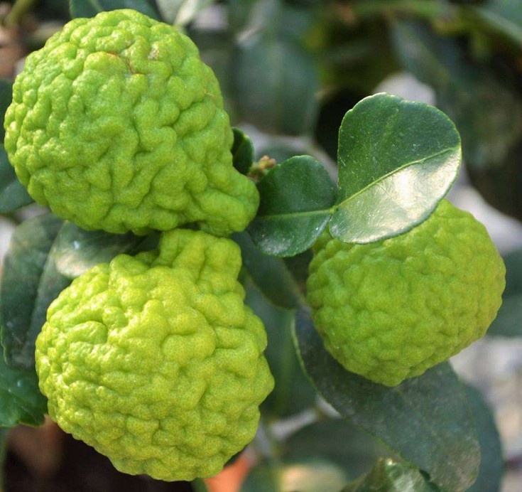 Frutti verdi Frutti verdi