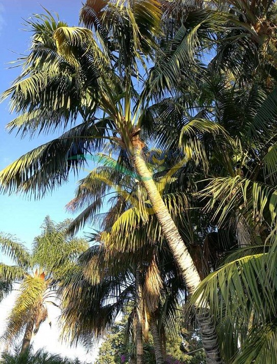 Kentia palm Kentia palm