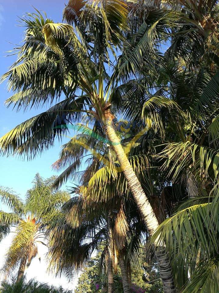 Howea forsteriana acclimatata in piena terra di circa 40 anni dall'impianto in Sicilia Howea forsteriana acclimatata in piena terra di circa 40 anni dall'impianto in Sicilia