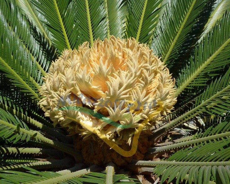 Cono femminile immaturo Cono femminile immaturo