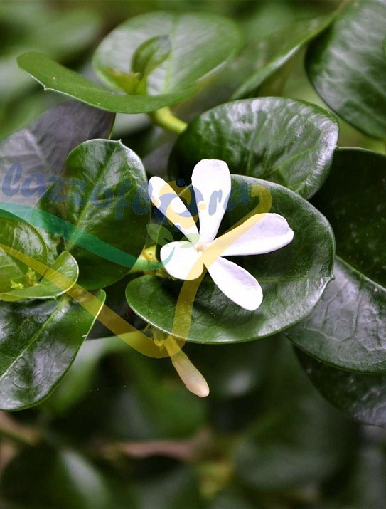 Natal-plum Natal-plum