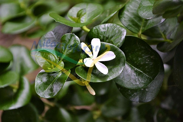 Fiore Fiore