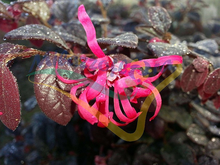 Particolare del fiore Particolare del fiore