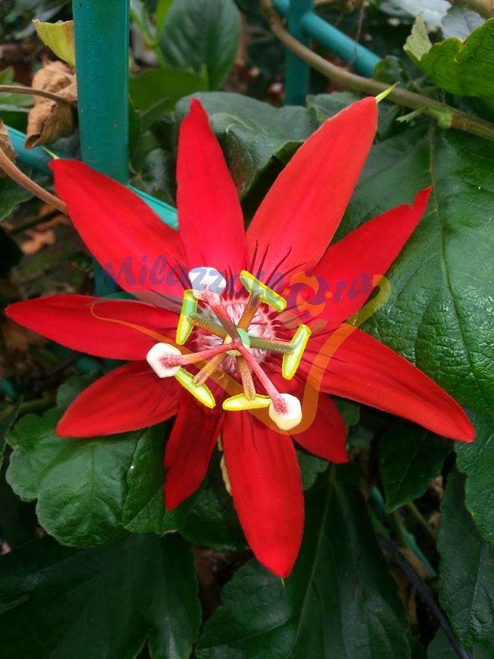 Passiflora coccinea Passiflora coccinea