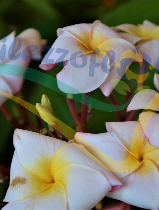 Frangipani tree Frangipani tree