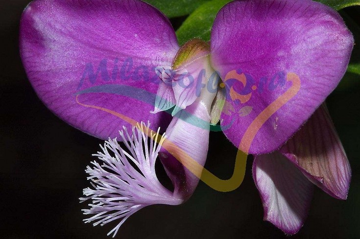 Ingrandimento del fiore Ingrandimento del fiore