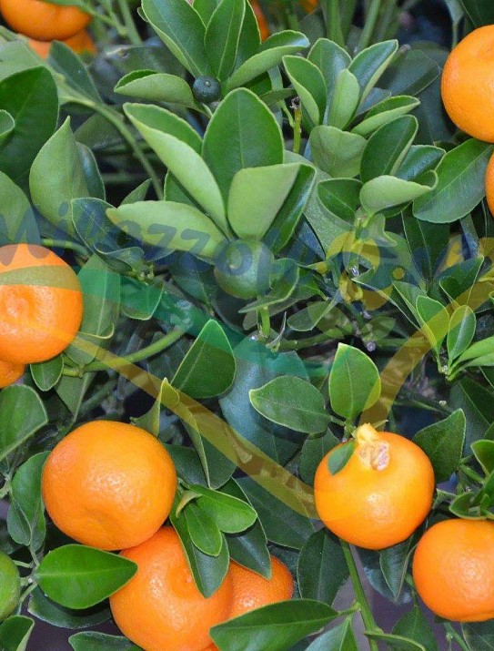 Las planta de naranjo miniatura