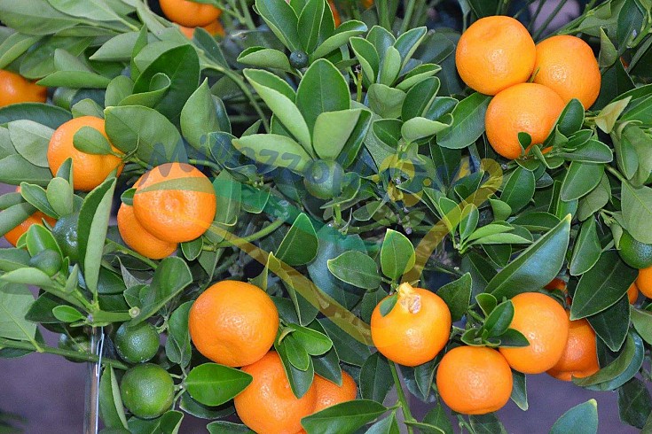 Frutti maturi Frutti maturi