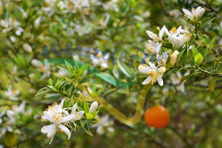 Fiori e frutto Fiori e frutto