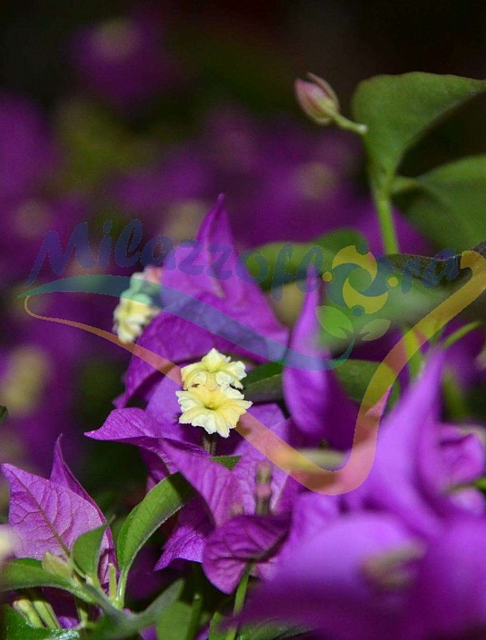 Bougainvillée Bougainvillée