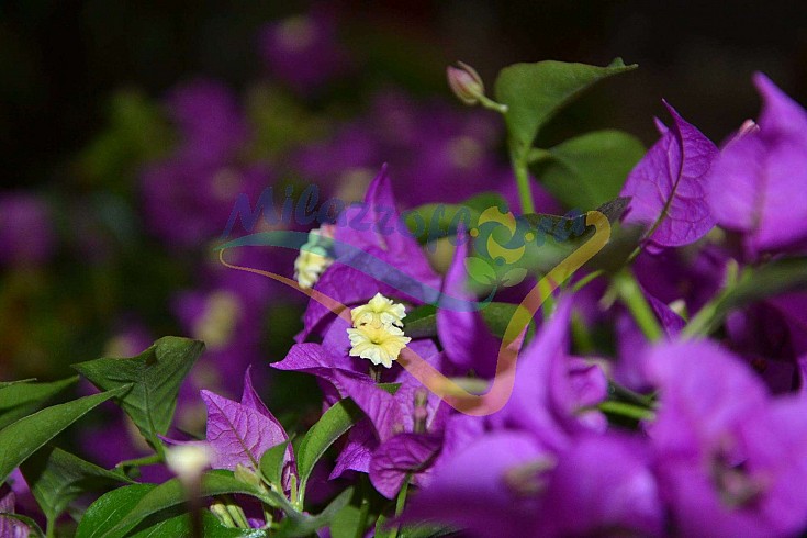 Bouganvillea sanderiana fiore Bouganvillea sanderiana fiore
